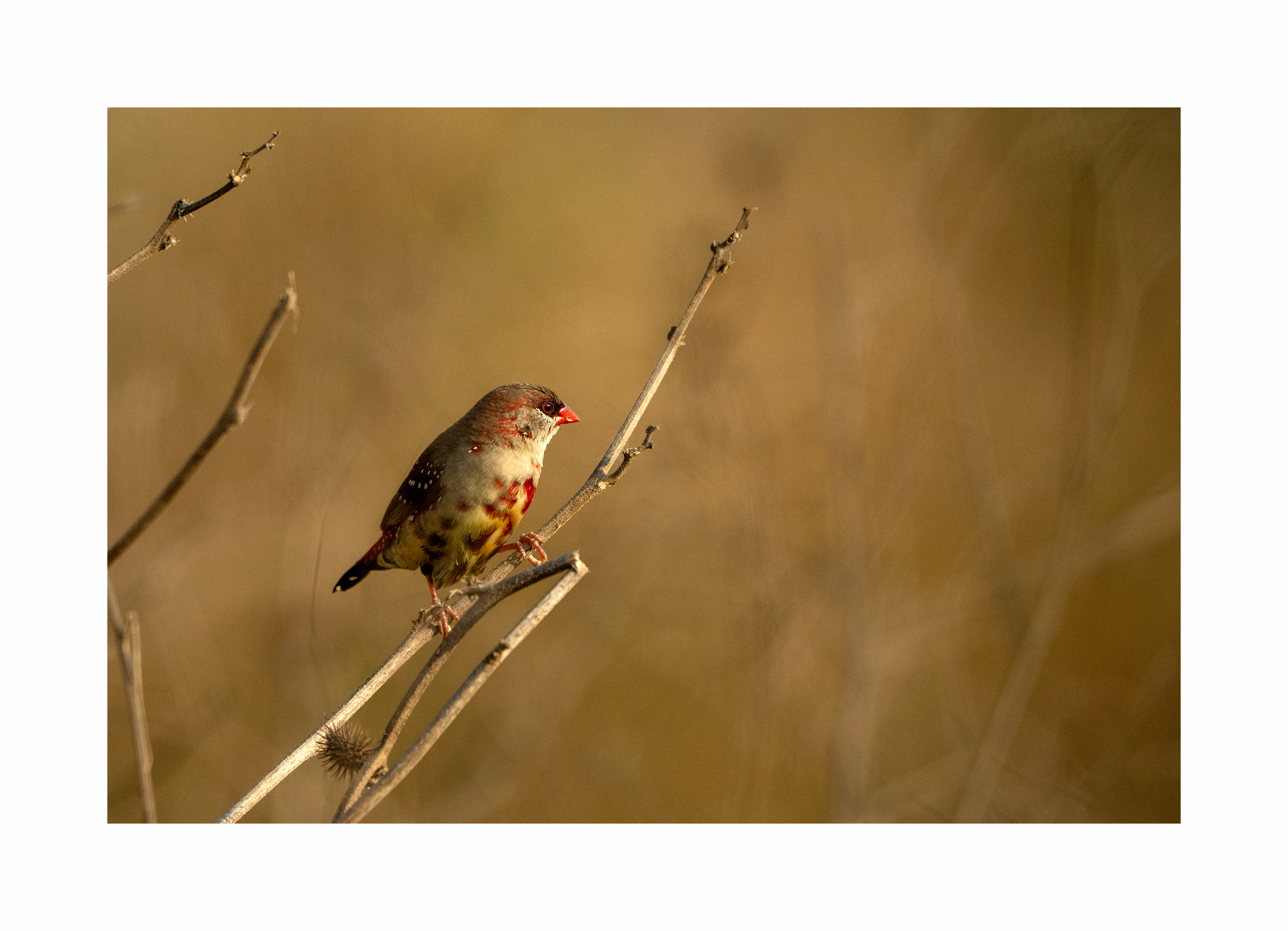 BPCL - Bina Biodiversity Study 31